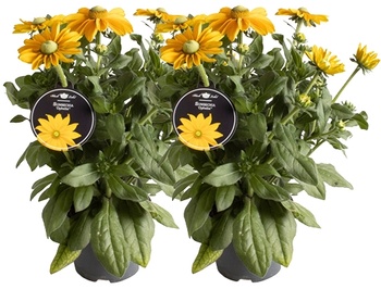 Rudbeckia 'Sunbeckia' Ophelia: tuinzonnetjes