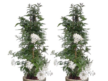 SOLANUM JASMINOIDES – BLOEMENSLINGERS IN VOLLE VAART