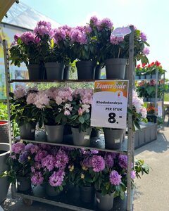 Een impressie van onze Zomersale eerdere edities