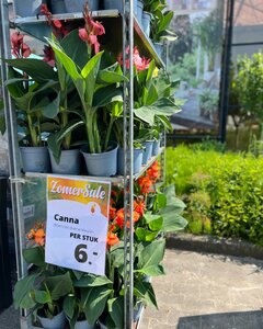 Een impressie van onze Zomersale eerdere edities