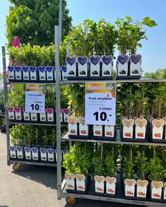 Een impressie van onze Zomersale eerdere edities