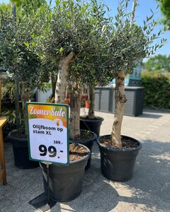 Een impressie van onze Zomersale eerdere edities