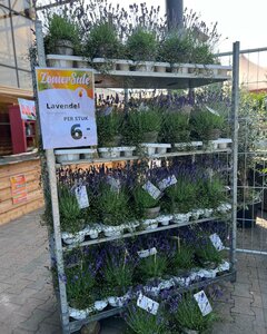 Een impressie van onze Zomersale eerdere edities